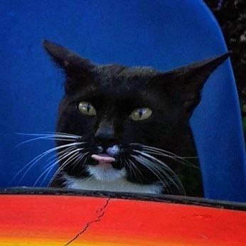 Image of a cat